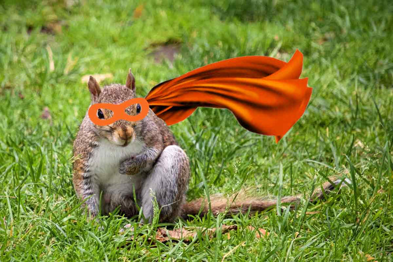 ADHD/ADD Squirrel Superhero